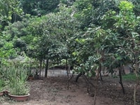 Chính chủ cần bán gấp lô đất vườn 1250m2 đã có sổ sẵn mua công chứng Chính chủ cần bán gấp lô đất vườn 1250m2 đã có sổ sẵn mua công chứng