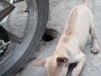 Chó con phú quốc đẹp giá rẻ 999k Chó con phú quốc đẹp giá rẻ 999k