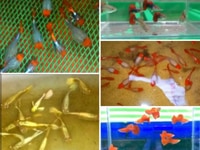 Đá cảnh Thái nhà làm bao khỏe đẹp Đá cảnh Thái nhà làm bao khỏe đẹp