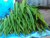 Cần bán cây nha đam giống và bẹ sỉ lẻ Cần bán cây nha đam giống và bẹ sỉ lẻ