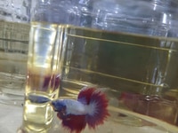 Cá betta Halfmoon size lớn đuôi 180° đủ màu có ship Cá betta Halfmoon size lớn đuôi 180° đủ màu có ship