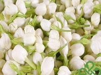 Bán hoa nhài tươi hàng mới 100% Bán hoa nhài tươi hàng mới 100%