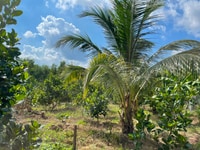 Đất DT 5000M2, X.Suối Rao, BR – VT Thích hợp làm Farm nghỉ dưỡng Đất DT 5000M2, X.Suối Rao, BR – VT Thích hợp làm Farm nghỉ dưỡng