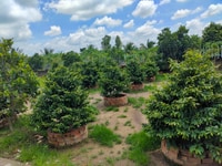 Cần bán nhà vườn.kênh 11.xã bình lợi.bình chánh Cần bán nhà vườn.kênh 11.xã bình lợi.bình chánh