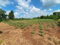Đất DT 5644 m2 ( 300m2 Thổ cư), X.Xuân Sơn, H.Châu Đức, BR-VT Đất DT 5644 m2 ( 300m2 Thổ cư), X.Xuân Sơn, H.Châu Đức, BR-VT