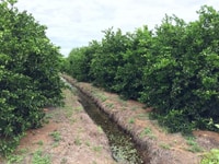 Bán 1,2 ha đất vườn giá 600 triệu/công còn thương lượng Bán 1,2 ha đất vườn giá 600 triệu/công còn thương lượng