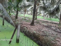 Đất Vườn Dừa Xiêm HXH Thị Trấn Giồng Trôm BẾN TRE 4000m2 Đất Vườn Dừa Xiêm HXH Thị Trấn Giồng Trôm BẾN TRE 4000m2