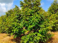 4 ha đất trồng sầu riêng năm thứ 5, đông đặc, giá rẻ 6 tỷ. 4 ha đất trồng sầu riêng năm thứ 5, đông đặc, giá rẻ 6 tỷ.