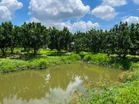 Miếng đất sinh thái đang trông cây ngay thị trấn củ chi Miếng đất sinh thái đang trông cây ngay thị trấn củ chi