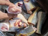 Bán cá bớp đặc sản biển Kiên Giang Bán cá bớp đặc sản biển Kiên Giang
