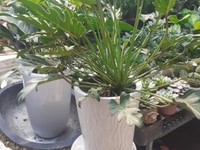 Trầu bà thiên nga-giá tốt cho mọi nhà Trầu bà thiên nga-giá tốt cho mọi nhà