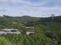 Cần tiền bán gấp đât nông nghiệp tại Xuân Thọ, Đà Lạt 1100m2 giá 2.2tỷ Cần tiền bán gấp đât nông nghiệp tại Xuân Thọ, Đà Lạt 1100m2 giá 2.2tỷ