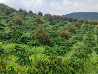 4.7ha đất trồng sầu riêng tiêu bơ cà phê, nguồn thu mạnh, giá rẻ 6 tỷ. 4.7ha đất trồng sầu riêng tiêu bơ cà phê, nguồn thu mạnh, giá rẻ 6 tỷ.