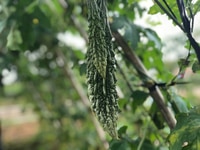 Lô đất view suối tiện làm Farmstay mini mặt tiền nhựa Lô đất view suối tiện làm Farmstay mini mặt tiền nhựa