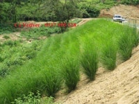 Cỏ Vetiver chống sạc lỡ đất. Bao vận chuyển Cỏ Vetiver chống sạc lỡ đất. Bao vận chuyển