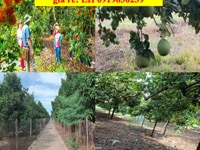 Đất Thành phố Long Khánh 3712m² giá bán 3,3 Tỷ, có 100m thổ Đất Thành phố Long Khánh 3712m² giá bán 3,3 Tỷ, có 100m thổ