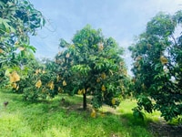 Còn duy nhất 1 lô góc 500m2 MTđường 8M, ngay khu dân cư hiện hữu Còn duy nhất 1 lô góc 500m2 MTđường 8M, ngay khu dân cư hiện hữu