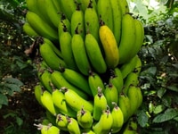 Chuối Laba nhà vườn Bảo Lộc - Lâm Đồng Chuối Laba nhà vườn Bảo Lộc - Lâm Đồng