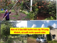 Đất vườn cây ăn trái TP.LK đang thu hoạch từ 1,1 Tỷ/sào, bán 1-2-3 sào Đất vườn cây ăn trái TP.LK đang thu hoạch từ 1,1 Tỷ/sào, bán 1-2-3 sào