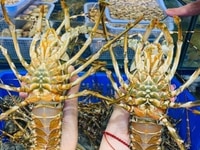 Tôm hùm tươi đang bơi tại bể - buôn sỉ lẻ toàn quốc Tôm hùm tươi đang bơi tại bể - buôn sỉ lẻ toàn quốc