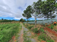 Đất nghỉ dưỡng ven Đà Lạt giá cực kì hấp dẫn cho nhà đầu tư thông minh Đất nghỉ dưỡng ven Đà Lạt giá cực kì hấp dẫn cho nhà đầu tư thông minh