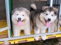 Chó Giống Alaska 2,5 Tháng Tuổi, Trại Chó Cảnh Lê Gia Chó Giống Alaska 2,5 Tháng Tuổi, Trại Chó Cảnh Lê Gia