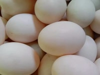 Trứng vịt chạy đồng bao ngon béo Trứng vịt chạy đồng bao ngon béo