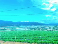 Đất nền nghỉ dưỡng Farmstay Dốc Tình Sao Mai view đồi núi cực đẹp Đất nền nghỉ dưỡng Farmstay Dốc Tình Sao Mai view đồi núi cực đẹp