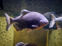 Cặp pacu size5-6n đẹp chuẩn sắc nét Cặp pacu size5-6n đẹp chuẩn sắc nét