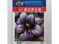 Hạt giống cải thìa Pakchoi tím nhập khẩu Đài Loan Hạt giống cải thìa Pakchoi tím nhập khẩu Đài Loan