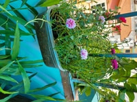 Cần tuyển nữ giúp việc gia đình trông trẻ và làm việc nhà Cần tuyển nữ giúp việc gia đình trông trẻ và làm việc nhà
