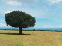 Bán đất vườn sổ đỏ, gần khu du lịch biển, đường liên huyện, trang trại Bán đất vườn sổ đỏ, gần khu du lịch biển, đường liên huyện, trang trại