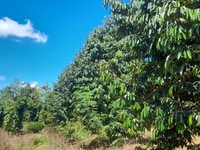 2.2 ha đất trồng sầu riêng kinh doanh siêu đẹp, giá chỉ 3.5 tỷ. 2.2 ha đất trồng sầu riêng kinh doanh siêu đẹp, giá chỉ 3.5 tỷ.