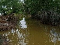 Bán gấp đất vuông tại xã Tân Hải, huyện Phú Tân, CM Bán gấp đất vuông tại xã Tân Hải, huyện Phú Tân, CM