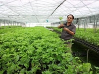 Tuyển kỹ sư nông nghiệp quản lý vườn ươm giống tại Củ Chi Tuyển kỹ sư nông nghiệp quản lý vườn ươm giống tại Củ Chi