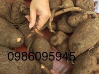 Cây thuốc quý đặc trị bệnh xương khớp,gút,bệnh dạ đày rất tốt Cây thuốc quý đặc trị bệnh xương khớp,gút,bệnh dạ đày rất tốt