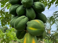 Cần chuyển nhượng. Lô Đất CLN Đường Bê Tông 8m Gần UBND Xã Xuân Bảo Cần chuyển nhượng. Lô Đất CLN Đường Bê Tông 8m Gần UBND Xã Xuân Bảo