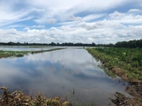Bán 1.2 ha đất HNK cách huyện đội Thủ Thừa 1km, MT kênh giá 300tr/công Bán 1.2 ha đất HNK cách huyện đội Thủ Thừa 1km, MT kênh giá 300tr/công