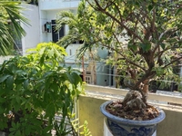Chính chủ cần bán gấp Nhà chính chủ, 2 mê đúc ,Phường An Hải Đông Chính chủ cần bán gấp Nhà chính chủ, 2 mê đúc ,Phường An Hải Đông