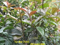 Rễ xạ đen,cây thuốc phòng chống ung thư,thải độc cơ thể tốt nhất Rễ xạ đen,cây thuốc phòng chống ung thư,thải độc cơ thể tốt nhất