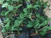 Cây giống dâu tây, giống cây dâu tây, hạt giống dâu tây, dâu tây đen. Cây giống dâu tây, giống cây dâu tây, hạt giống dâu tây, dâu tây đen.