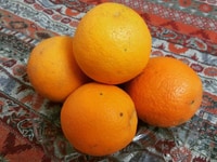 Cây giống cam vinh, cam vinh, cây giống F1 chất lượng cao Cây giống cam vinh, cam vinh, cây giống F1 chất lượng cao