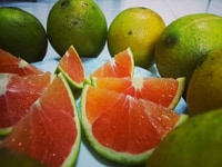 Cây giống cam cara, giống cây cam cara, cam cara cây giống Cây giống cam cara, giống cây cam cara, cam cara cây giống