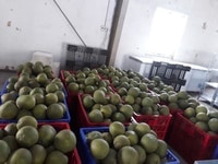 Bưởi da xanh Bến Tre-Một trái từ 1kg-1,4kg. Bưởi da xanh Bến Tre-Một trái từ 1kg-1,4kg.