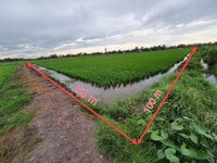 Đất lúa Thủ Thừa 300tr/1000m 2MT bờ kênh cách SG 50km Đất lúa Thủ Thừa 300tr/1000m 2MT bờ kênh cách SG 50km