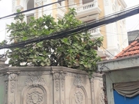 Chuyên nhận sơn lại nhà cũ hoặc mới, sơn dầu thạch cao.... tại TPHCM Chuyên nhận sơn lại nhà cũ hoặc mới, sơn dầu thạch cao.... tại TPHCM