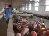 Tuyển 01 Nam chăn nuôi lợn bao ăn ở lương 6 triệu tháng Tuyển 01 Nam chăn nuôi lợn bao ăn ở lương 6 triệu tháng