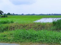 Bán đất X. Bình Trinh đông,H.Tân trụ,Long An Bán đất X. Bình Trinh đông,H.Tân trụ,Long An