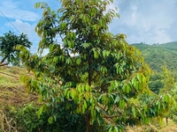 Sang 10 ha đất trang trại trồng sầu riêng 2000 cây, Bảo Lộc, Lâm Đồng