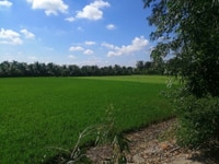 Bán gấp đất hướng ra cầu chợ Bưng - Tiền Giang Bán gấp đất hướng ra cầu chợ Bưng - Tiền Giang